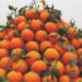 مالٹا؛ زیادہ سے زیادہ فائدہ کیسے حاصل کریں؟