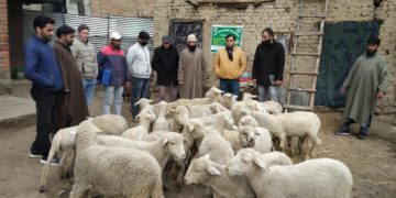 شیپ ہسبنڈری کی جانب سے ترال میں تین بھیڑ یونٹس قائم