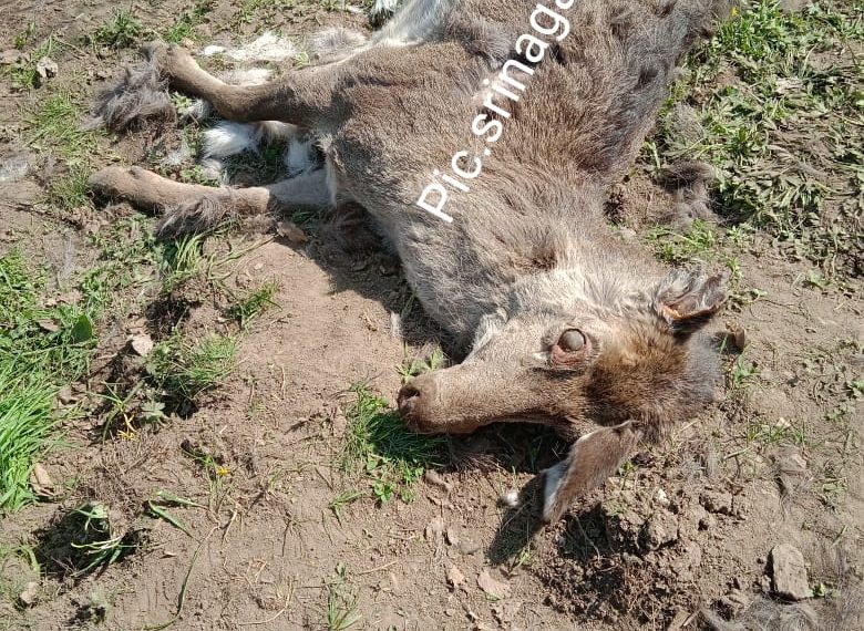 شکار گاہ ترال میں تیندے نے کشمیری ہانگل کو ہلاک کیا