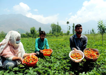 کشمیرمیں سٹرا بری پھل اتارنے کا سیزن جوبن پر، کاشتکاروںمیں خوشی