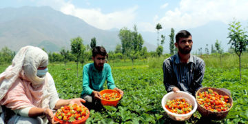 کشمیرمیں سٹرا بری پھل اتارنے کا سیزن جوبن پر، کاشتکاروںمیں خوشی