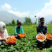 کشمیرمیں سٹرا بری پھل اتارنے کا سیزن جوبن پر، کاشتکاروںمیں خوشی