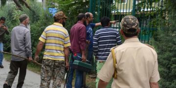 سرینگر شہر میں دہشت مچانے والے ریچھوں کو سخت مشقت کے بعد قابو کیا گیا
