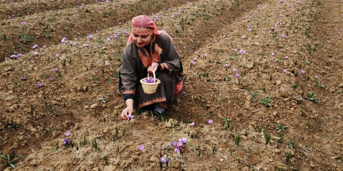 دنیا میں مشہور کشمیری زعفران کی چنائی جاری
