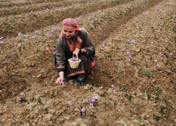 دنیا میں مشہور کشمیری زعفران کی چنائی جاری