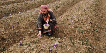 دنیا میں مشہور کشمیری زعفران کی چنائی جاری