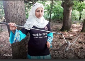 عالیہ میر، جموں و کشمیر میں پہلی خاتون وائلڈ لائف ریسکیور