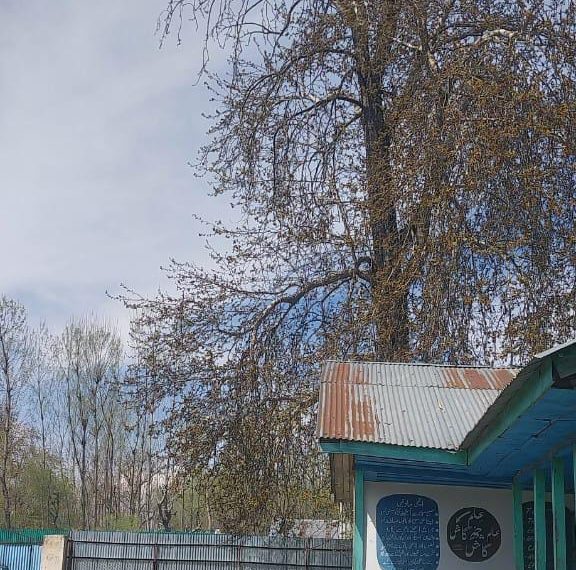 پلوامہ میں بوسیدہ چنار کا درخت طلباءکے لئے باعث پریشانی