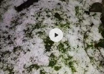 نارستان ترال اور ملحقہ علاقوں میں تباہ کن ژالہ باری سے کسان دم بخود