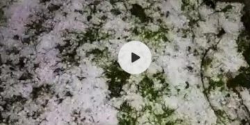 نارستان ترال اور ملحقہ علاقوں میں تباہ کن ژالہ باری سے کسان دم بخود