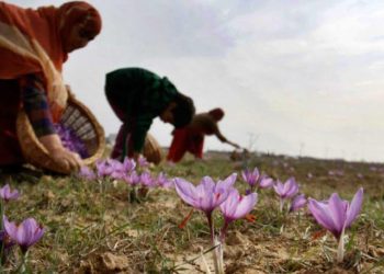 بروقت بارشوں سے کشمیر میں زعفران کی اچھی پیداوار کی امید