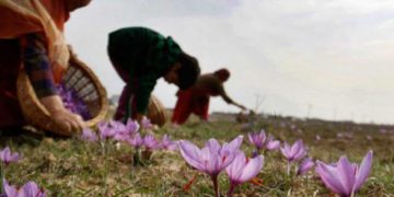 بروقت بارشوں سے کشمیر میں زعفران کی اچھی پیداوار کی امید