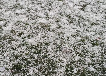 کشمیر کے کئی علاقوں میں شدید ژالہ باری سے فصلوں کو نقصان