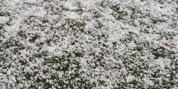 کشمیر کے کئی علاقوں میں شدید ژالہ باری سے فصلوں کو نقصان