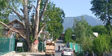 ترال کے مختلف سڑکوں پر چناروں کے بوسیدہ شاخیں